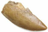 Serrated Raptor Tooth - Real Dinosaur Tooth #376470-1